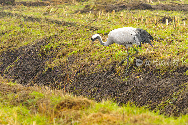 在迁徙季节的普通鹤(Grus Grus)